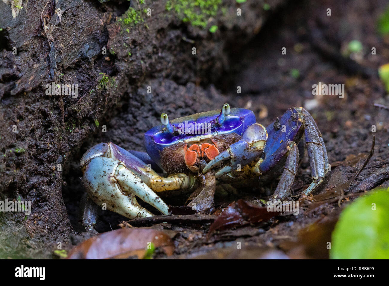 Land Crab (oder Halloween Krabbe), Nationalpark Tortuguero, Costa Rica Stockfoto