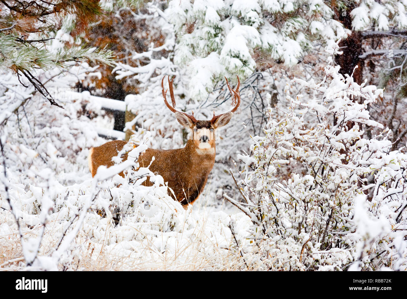 Riesige buck Hirsch mit massiven Geweih mutig einen kalten Colorado Winter Schneesturm Stockfoto
