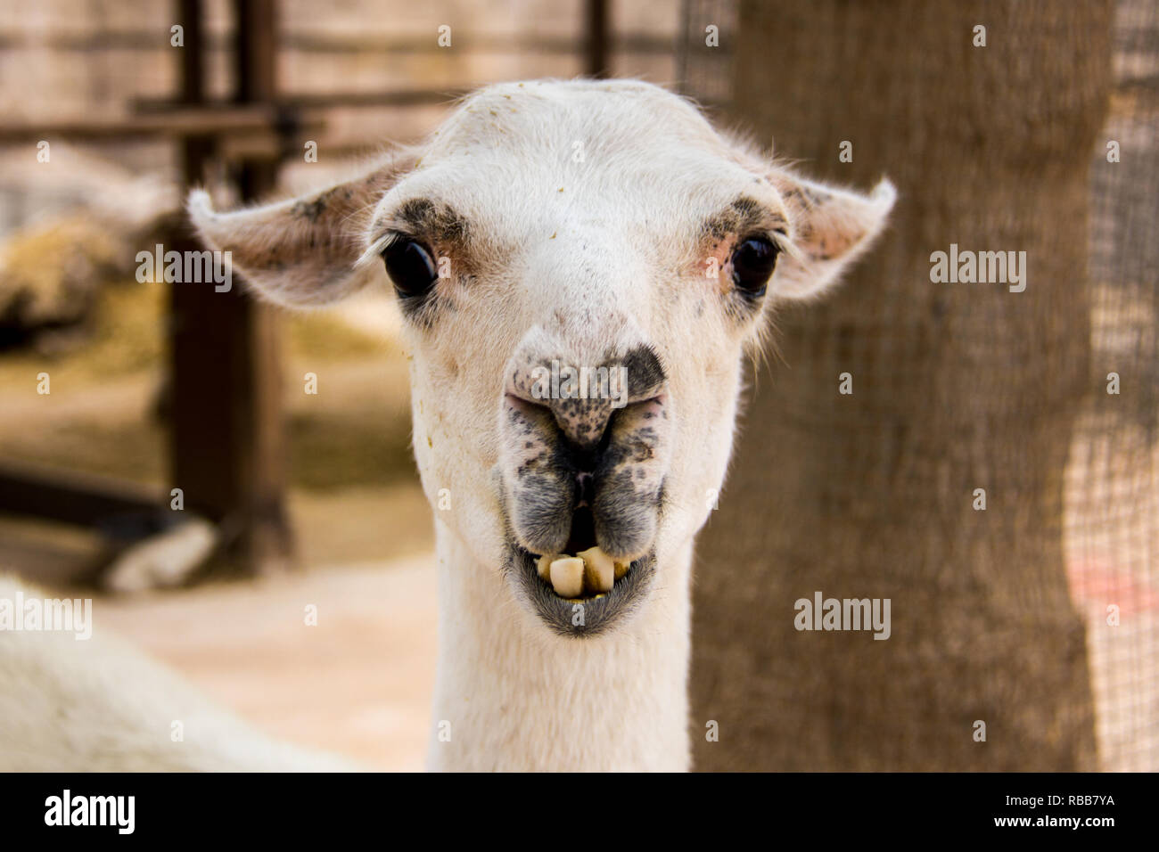 Vordere Portrait von einem weißen Lama, Lama glama Stockfoto