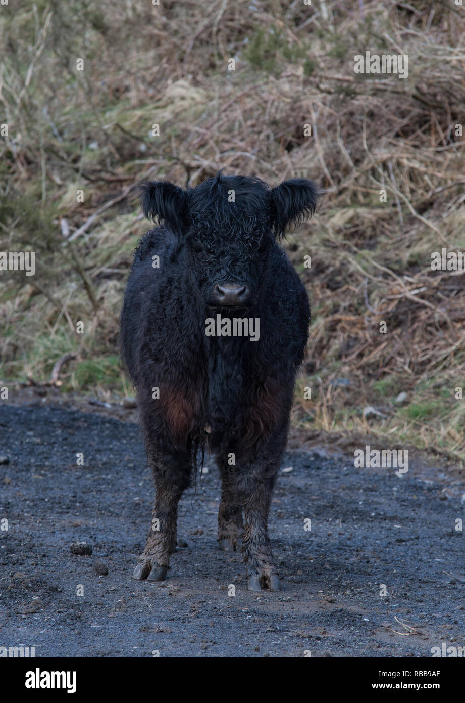 Aberdeen Angus in der Spur. Stockfoto