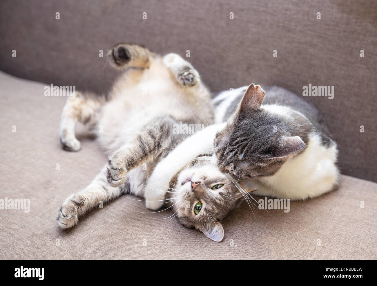 Zwei Katzen spielen auf der Couch zu Hause Stockfoto