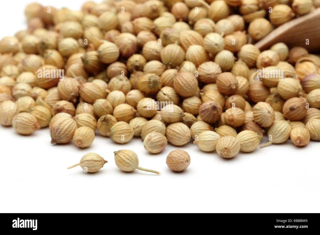 Koriander Samen 800 Stück - Mehrjährig & Winterhart Für Garten & Balkon