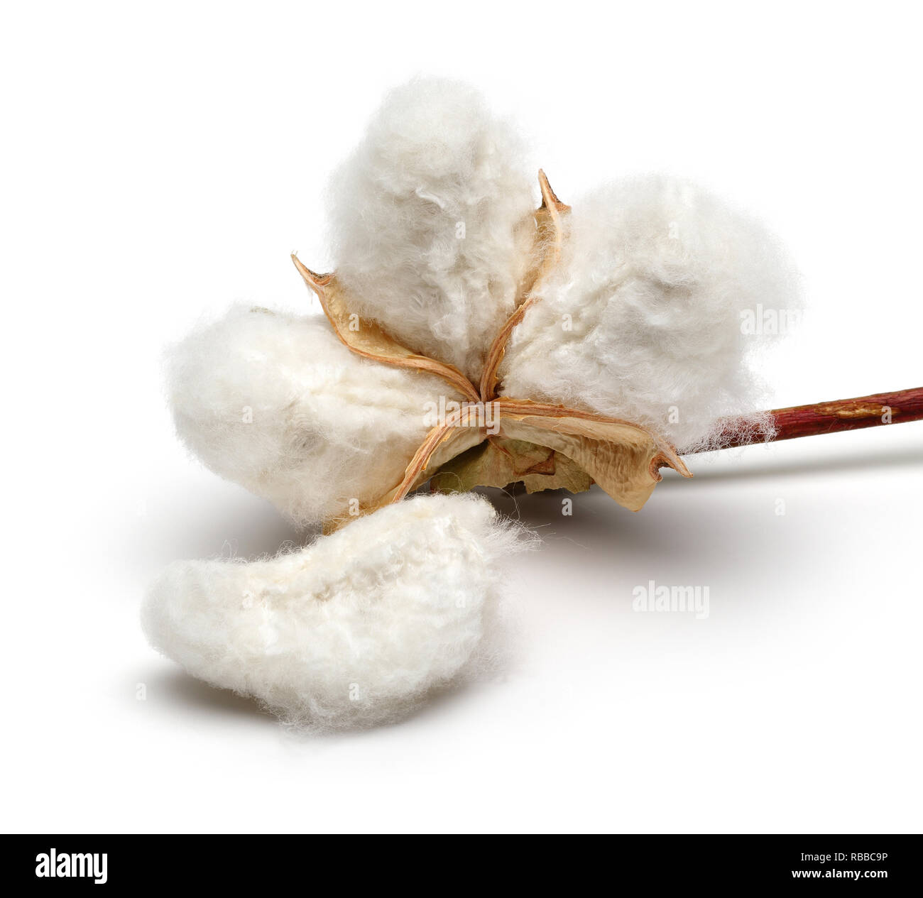 Baumwolle isoliert auf weißem Hintergrund. Studio shot Stockfoto