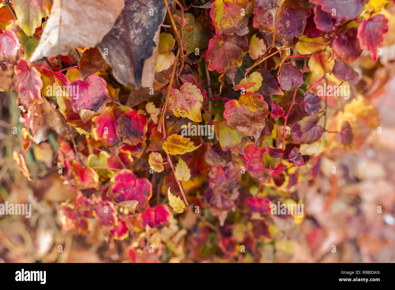 Herbst Blätter treibt. Saisonale Hintergrund. Farbenfroh. Selektive konzentrieren. Stockfoto