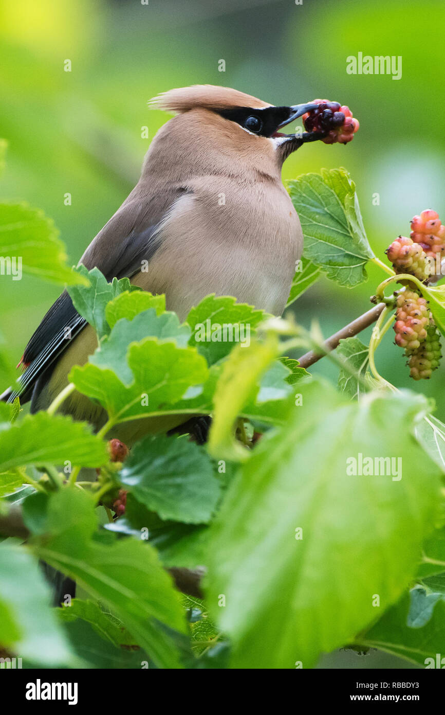 Cedar waxwing mit Mulberry Mitte Juni Stockfoto