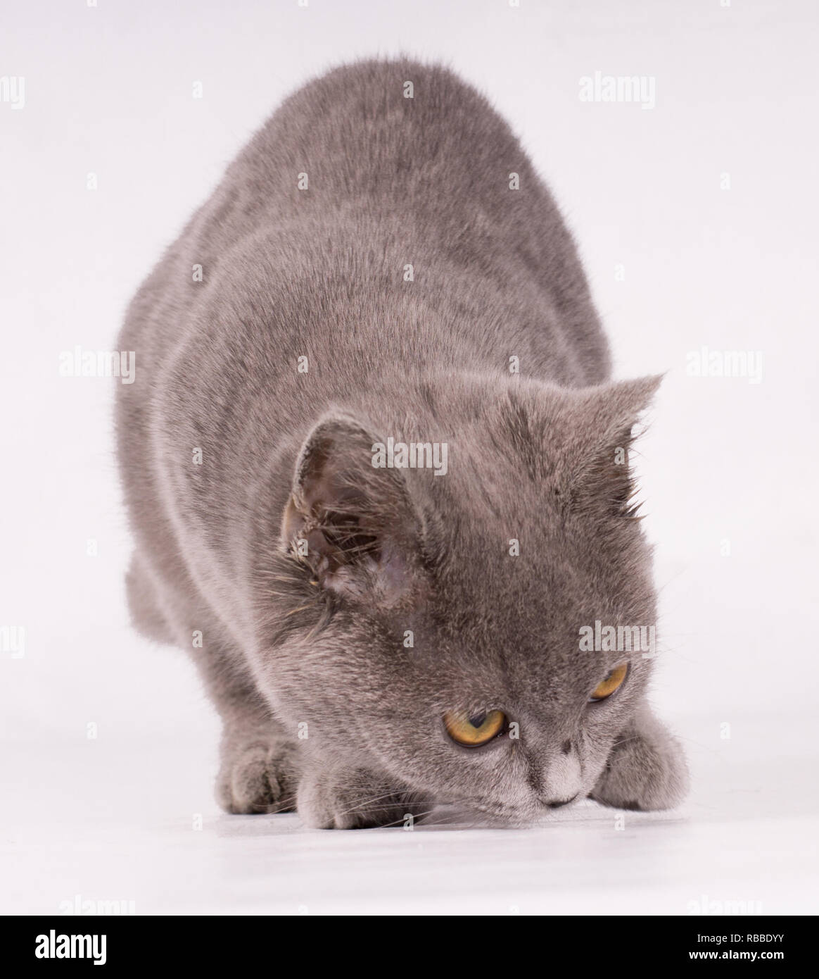 Porträt eines blauen Britisch Kurzhaar Katze Welpe, etwas riechen Stockfoto