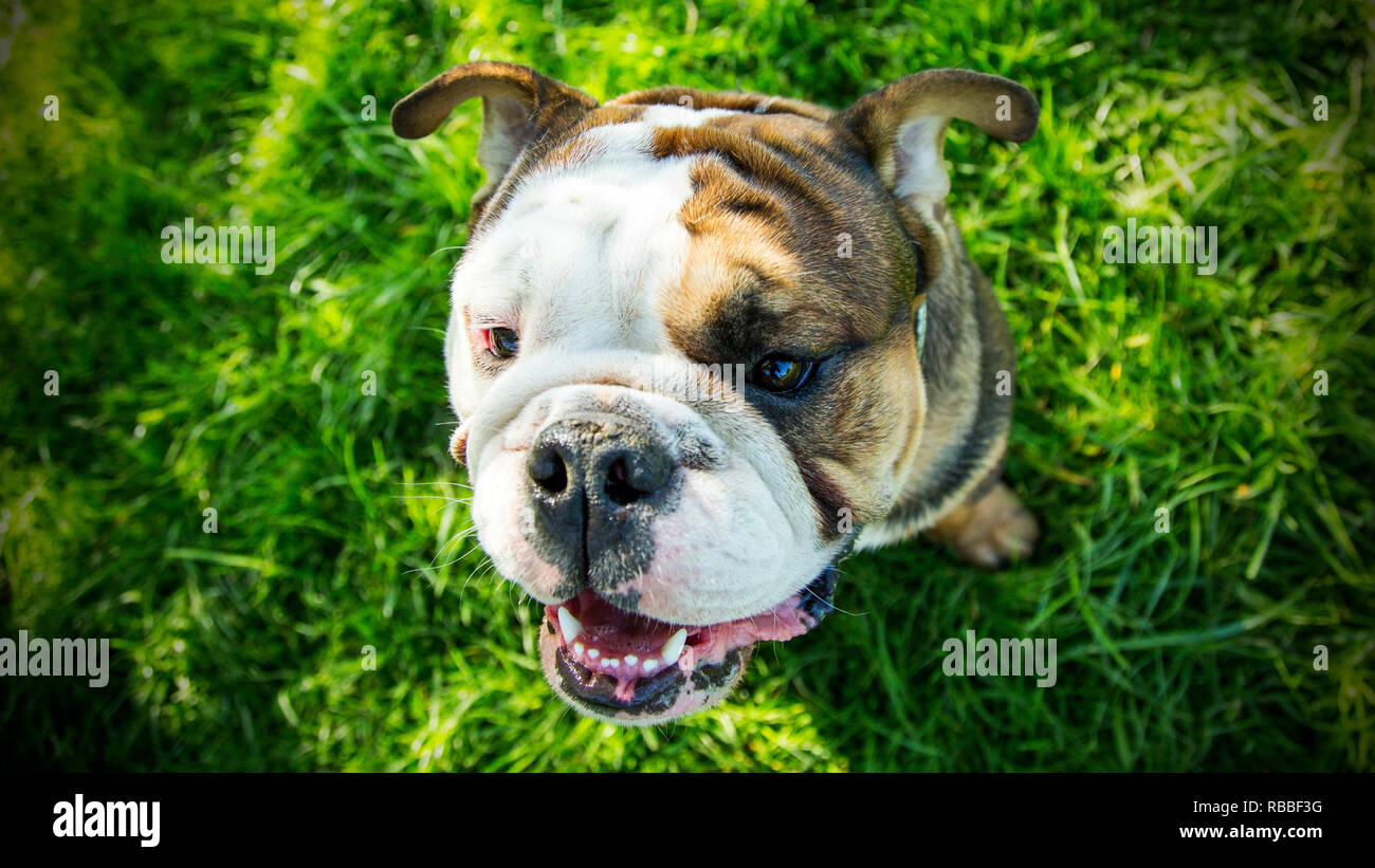 Britische bulldogge Gesicht Stockfoto