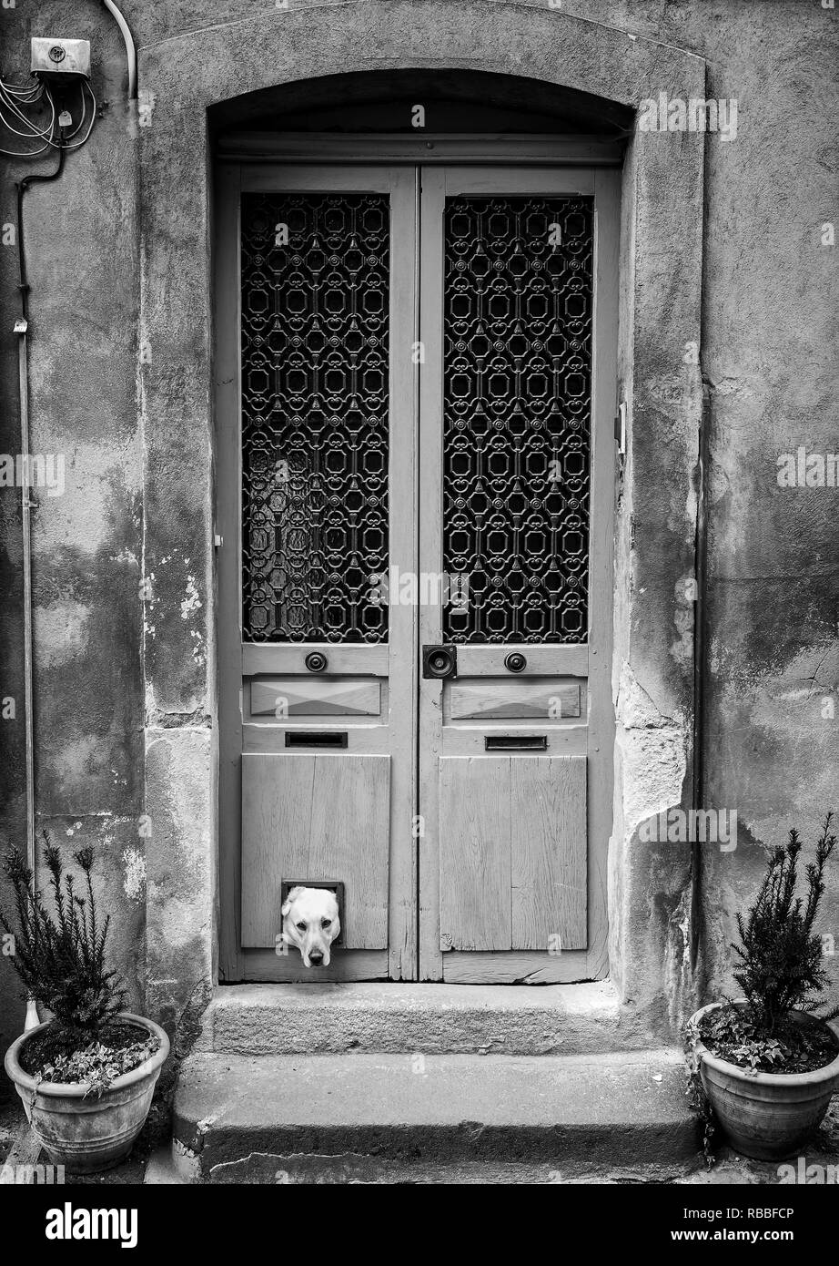Hunde Kopf durch die Katzenklappe - schwarz-weiß, Hochformat Stockfoto