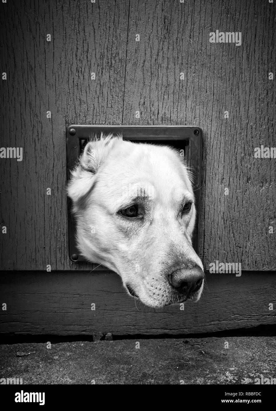 Hunde Kopf durch die Katzenklappe - schwarz-weiß, Hochformat Stockfoto