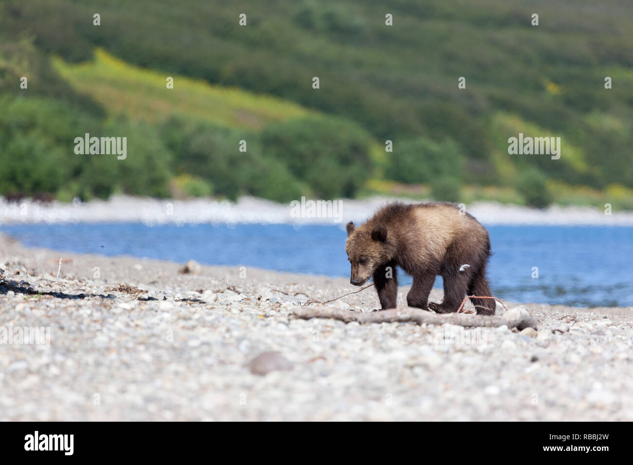 Schönen wilden Braun baby Bear Cub in Kamtschatka in Russland. kronotsky Naturschutzgebiet Stockfoto