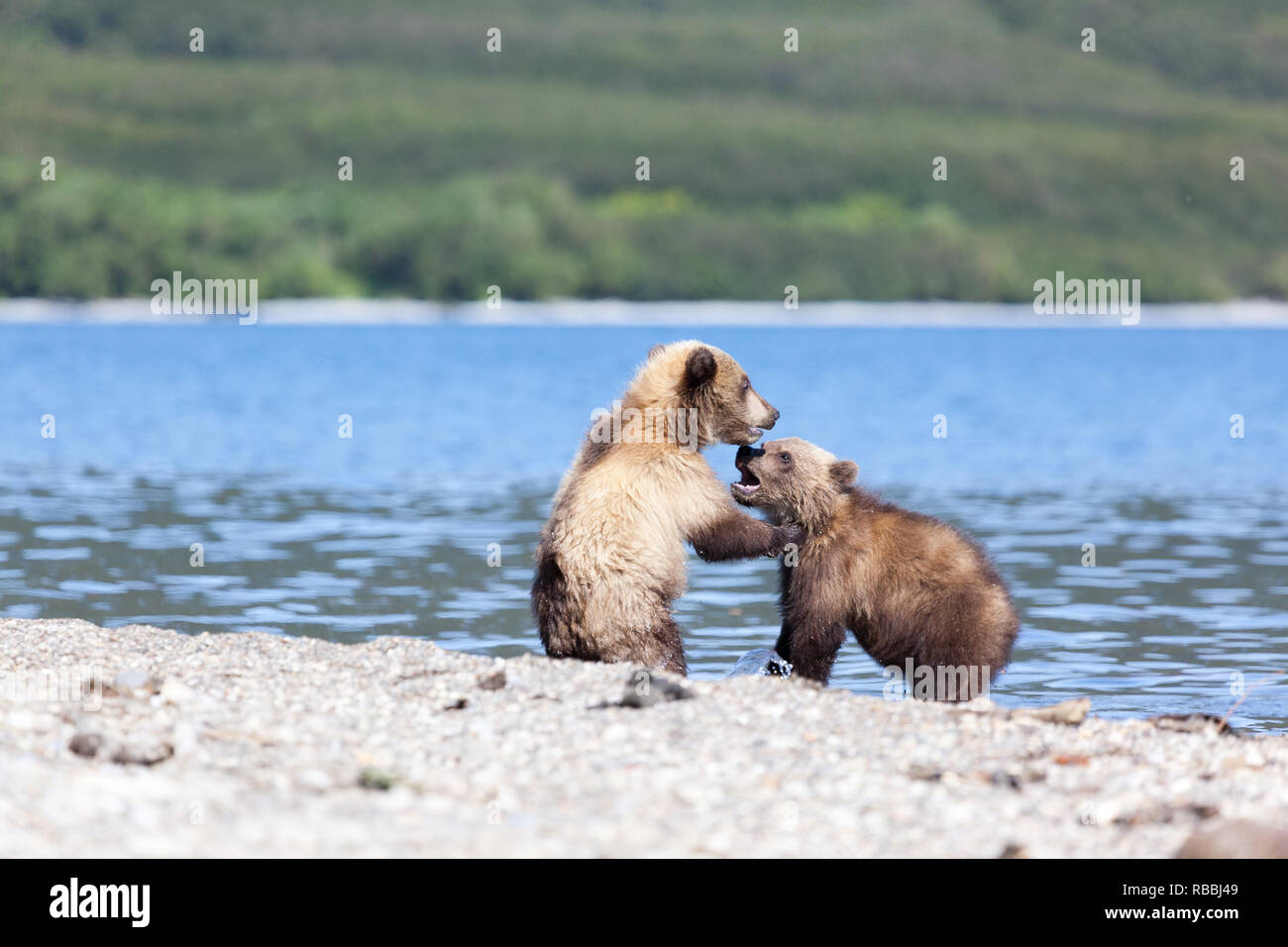 Zwei wilde Brown bear Cubs spielen am See in Kamtschatka in Russland. Kronotsky Naturschutzgebiet Stockfoto