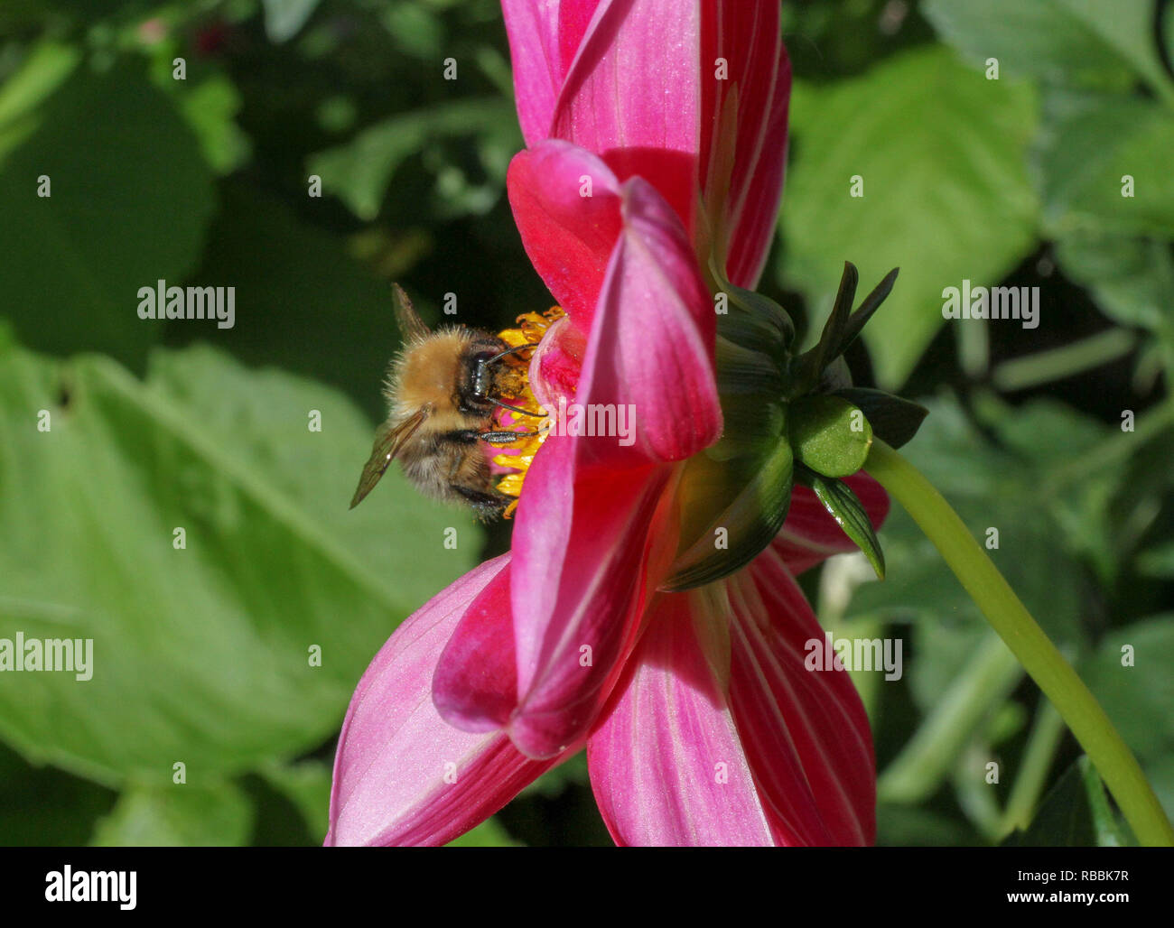 UK Insekten Pollen sammeln - eine Biene sammelt Pollen aus einem rosa Dahlie Blüte. Stockfoto