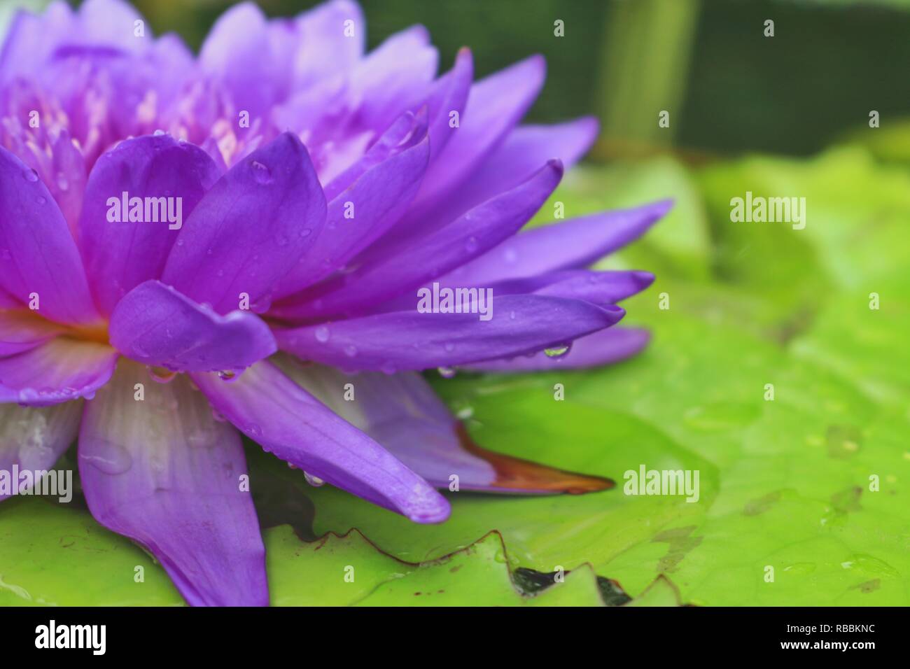 Floating lila Lotus Stockfoto