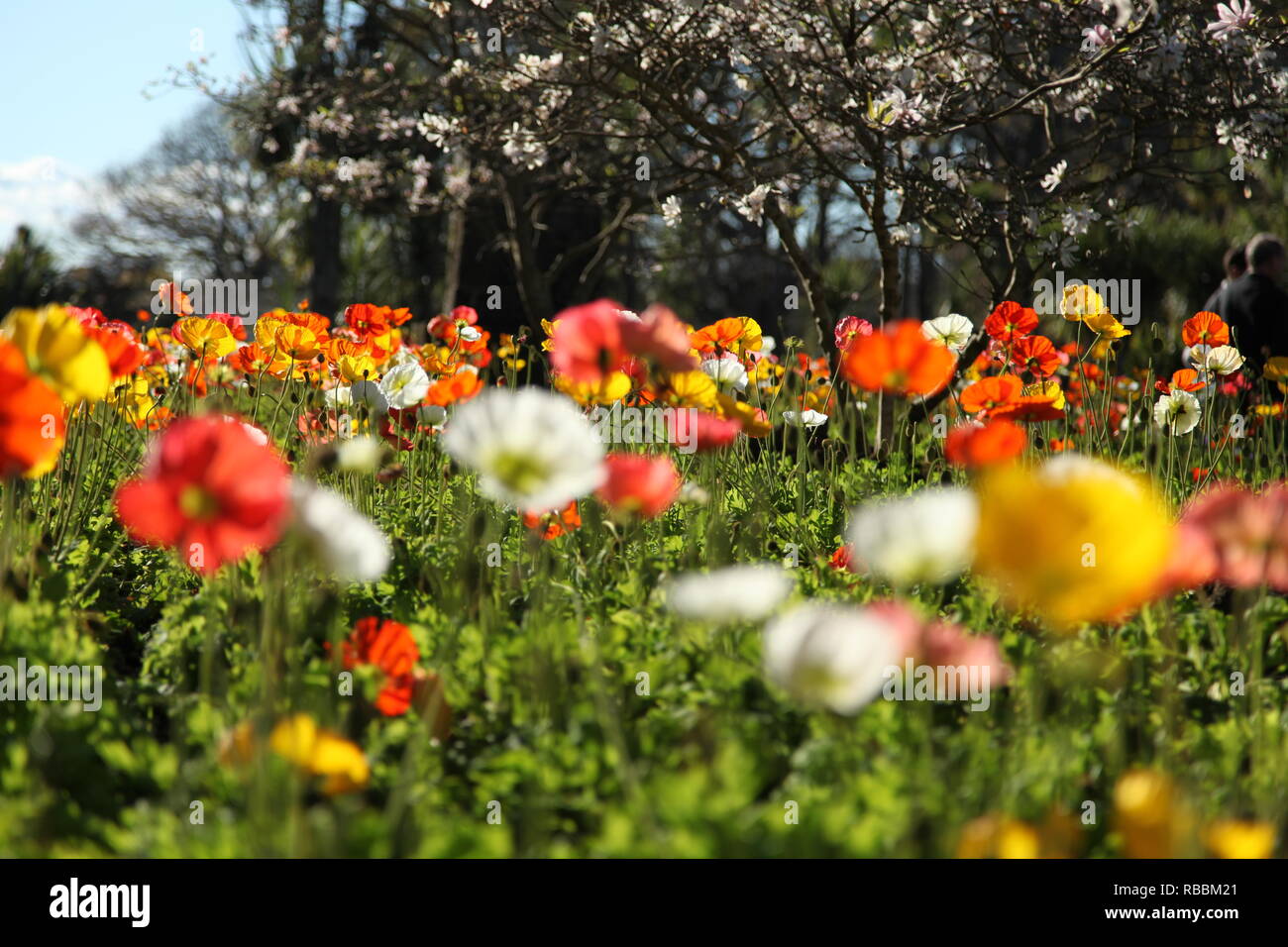 Sortierte Mohnblumen wachsen Stockfoto