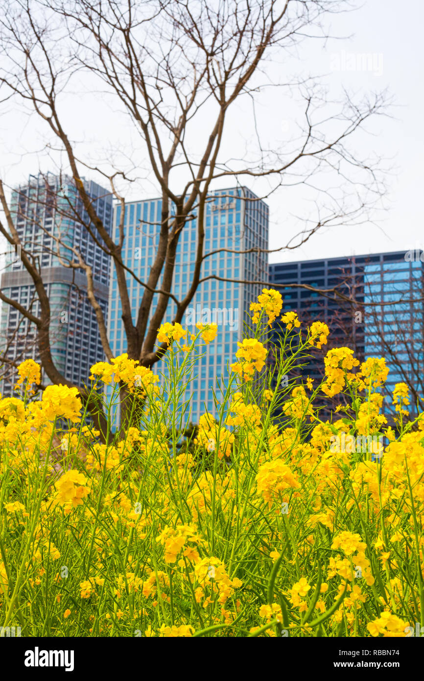 Blumen im Vordergrund im Hamarikyu Gärten in Tokio, Japan, mit Wolkenkratzer im Hintergrund Stockfoto