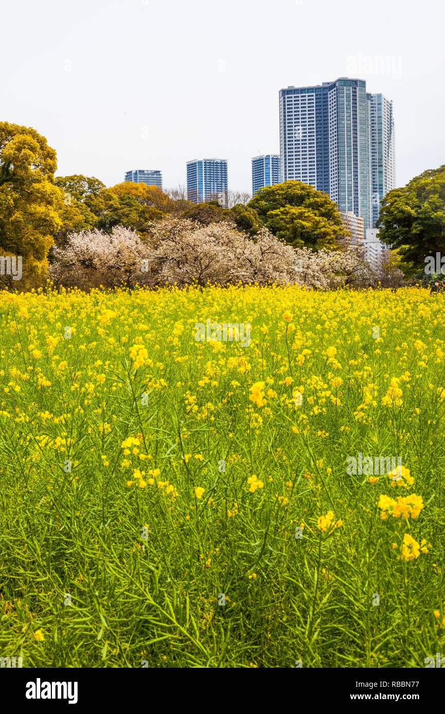 Blumen im Vordergrund im Hamarikyu Gärten in Tokio, Japan, mit Wolkenkratzer im Hintergrund Stockfoto