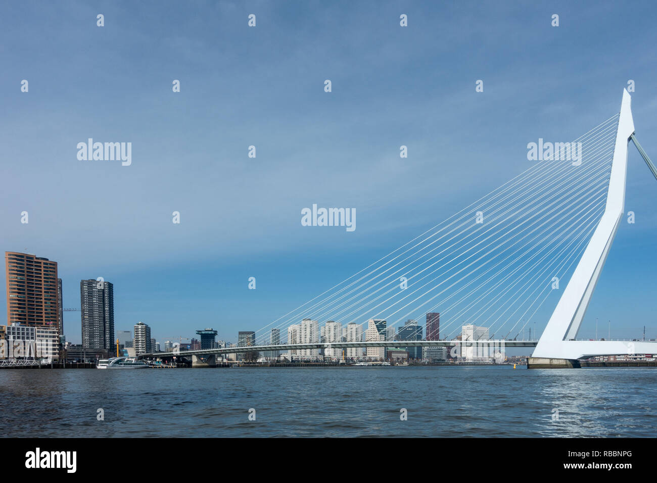 Die Erasmusbrücke in Rotterdam von der Nieuwe Maas gesehen. Ersamus brug in Rotterdam from De Nieuwe Maas gezien. Stockfoto