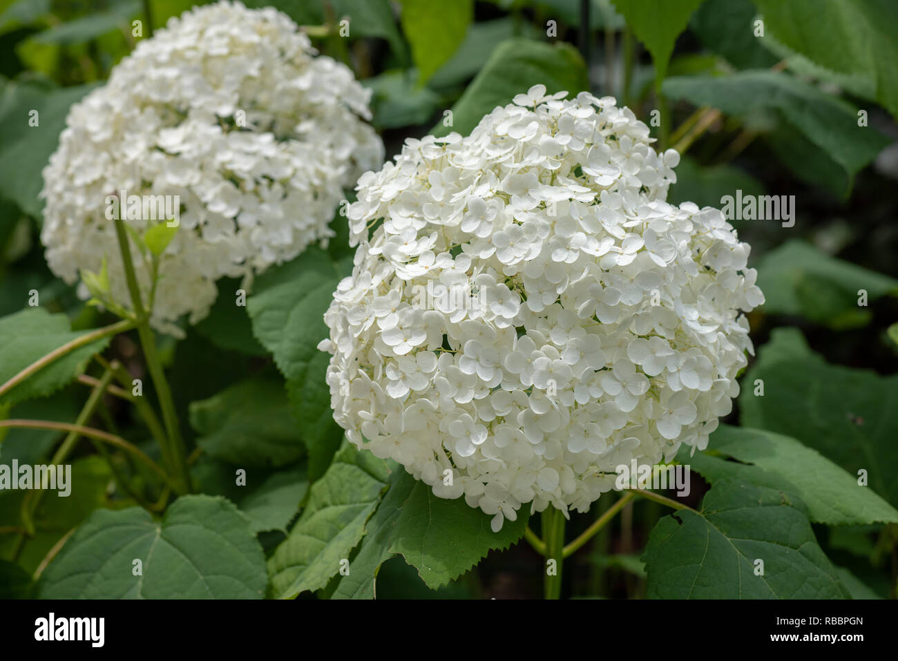 Farbe Outdoor Blumen Makro Einer Blute Weisse Hortensie Mit Grossen Uppigen Runde Bluten Auf Einem Hellen Sonnigen Sommer Genommen Naturlichen Garten Hintergrund Stockfotografie Alamy