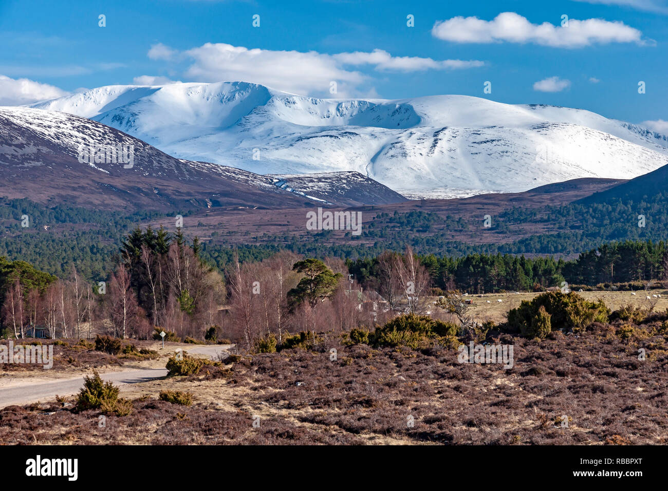 Schneebedeckten Scottish mountain Braeriach im Cairngorms National Park von rothiemurchus Highland Schottland gesehen mit Birken und Kiefern vor Stockfoto