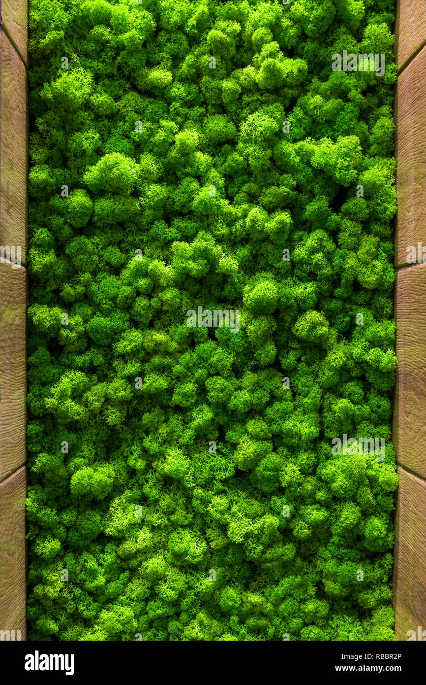 Rentierflechte Wand, grüne Wand Dekoration Cladonia rangiferina Innenraum mock up texturiert. Stockfoto