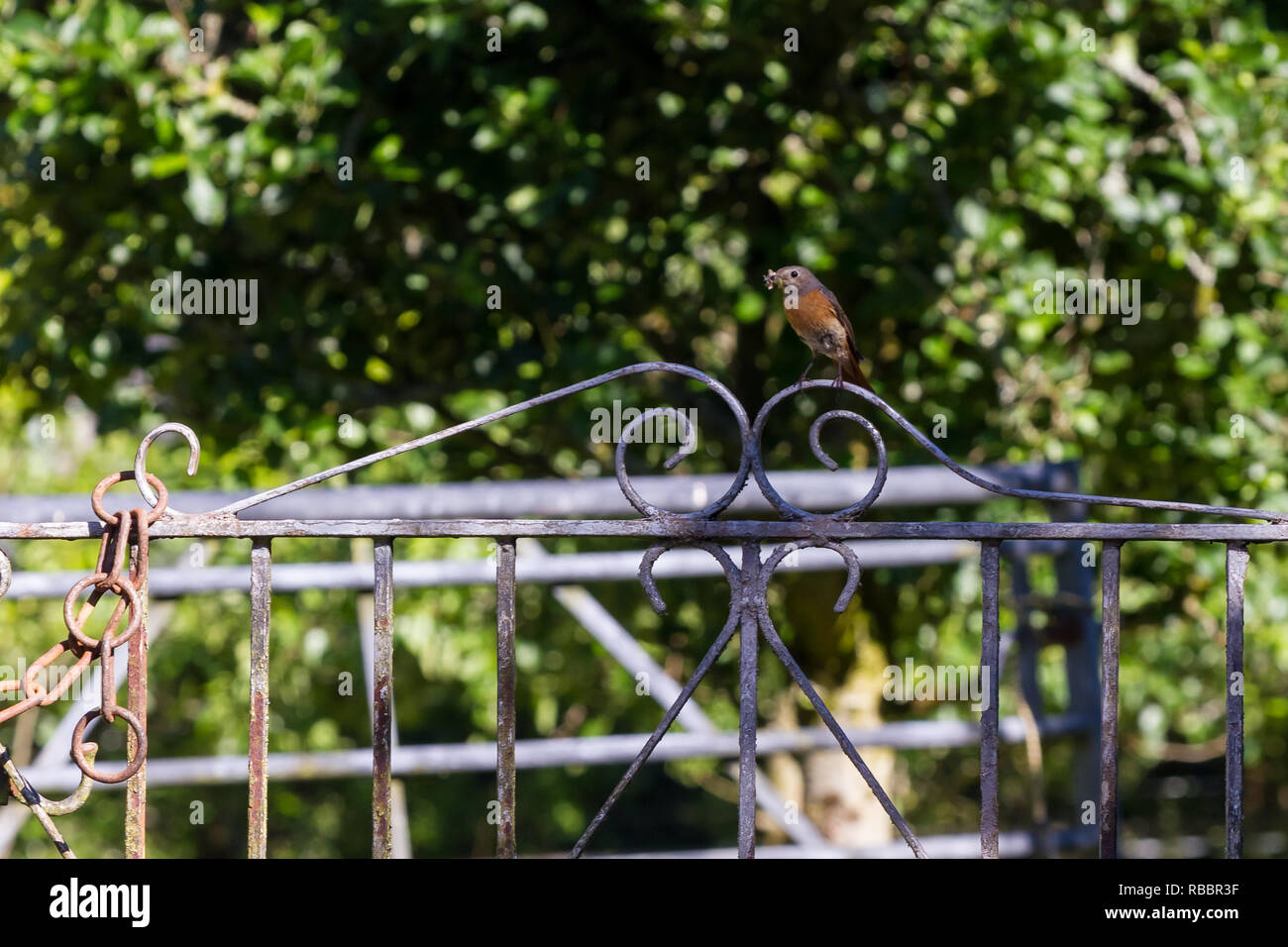 Weibliche Redstart auf gate mit Essen für das Nest. Stockfoto