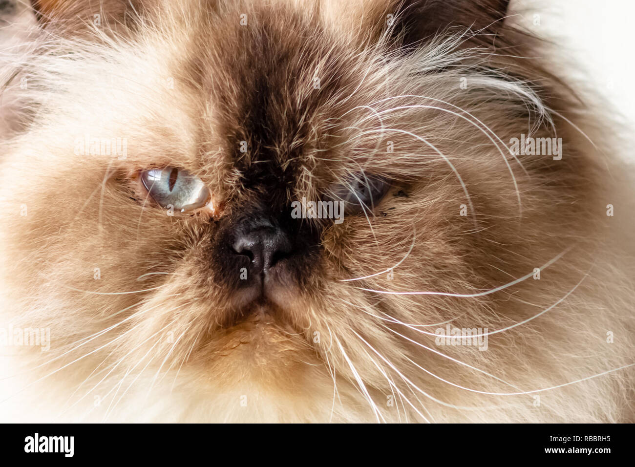 Nahaufnahme Gesicht von Langhaarigen blue eyed Seal Point Himalayan cat. Stockfoto