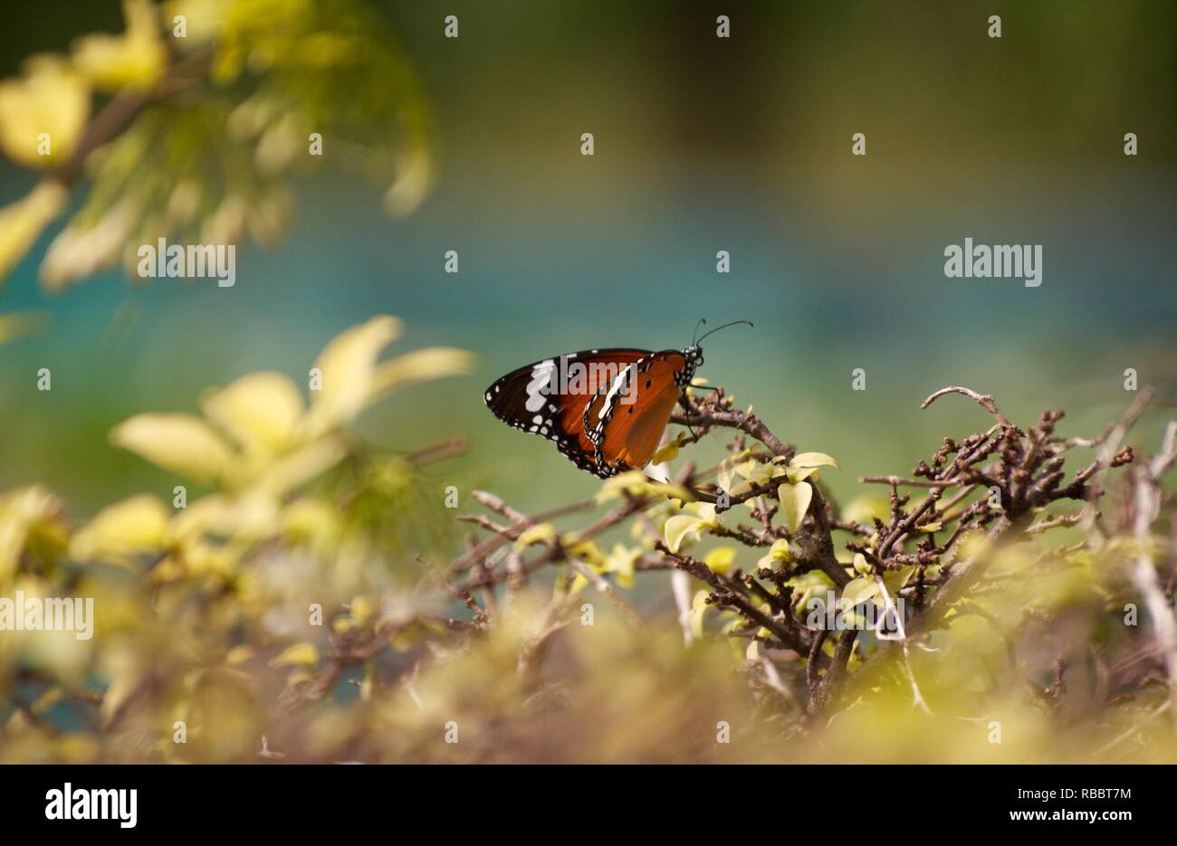 Eine orange Schmetterling ruht auf einem Busch, scharfen Fokus mit einem verschwommenen Hintergrund. Stockfoto
