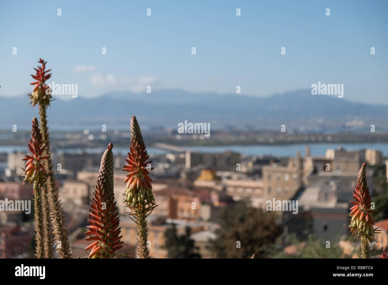 Panorama von Cagliari mit Aloe Vera Pflanze und blauer Himmel - Blick vom  Castello die alte Stadt - Sardinien Stockfotografie - Alamy