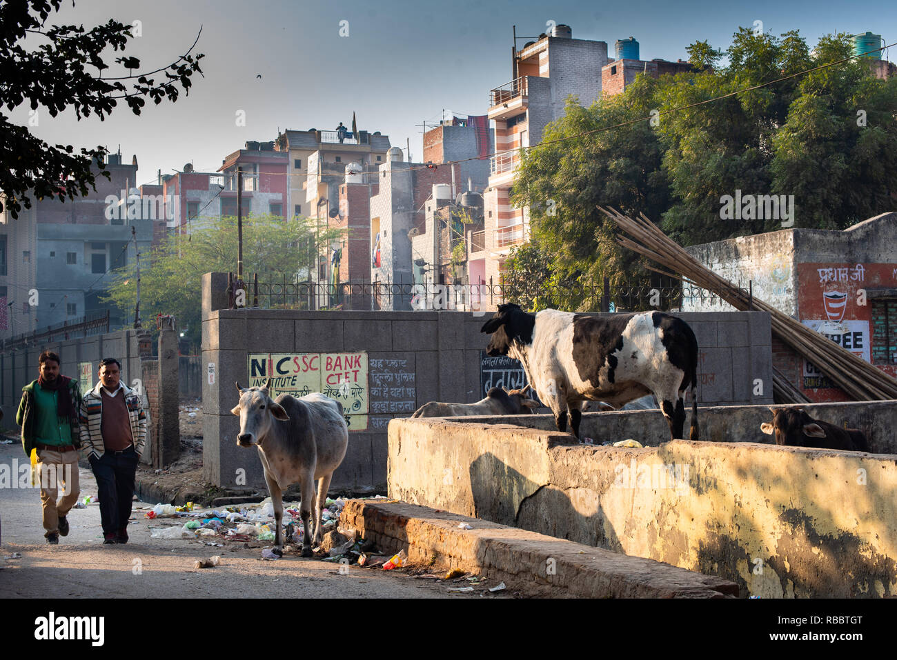 Scavenging Tiere: Wie Pendler Spaziergang durch, Kühe grasen auf den Khadar Weiden von Müll (in JJ Kolonie Madanpur Khadar, New Delhi) Stockfoto