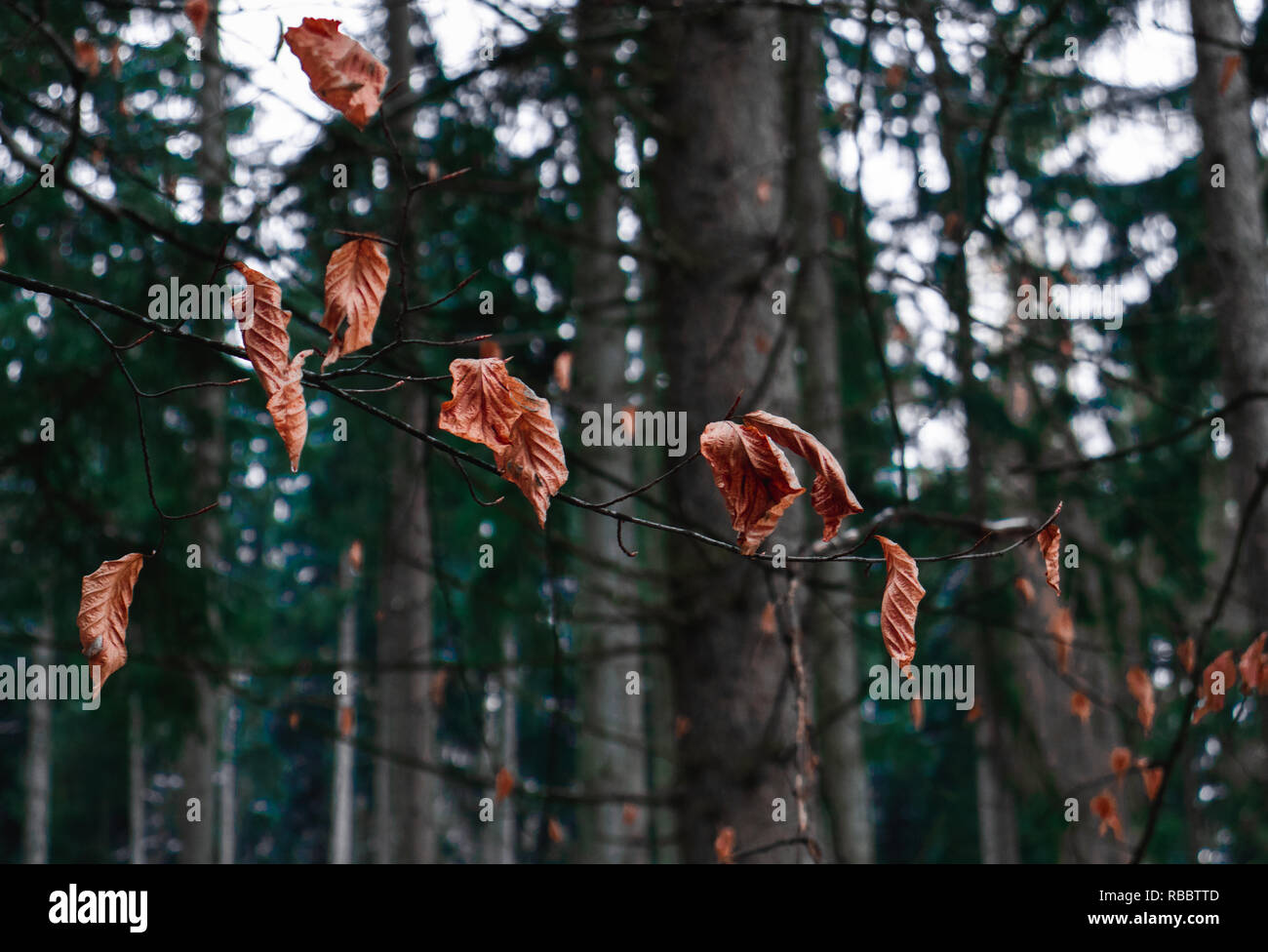 Trockene Blätter im Wald Stockfoto