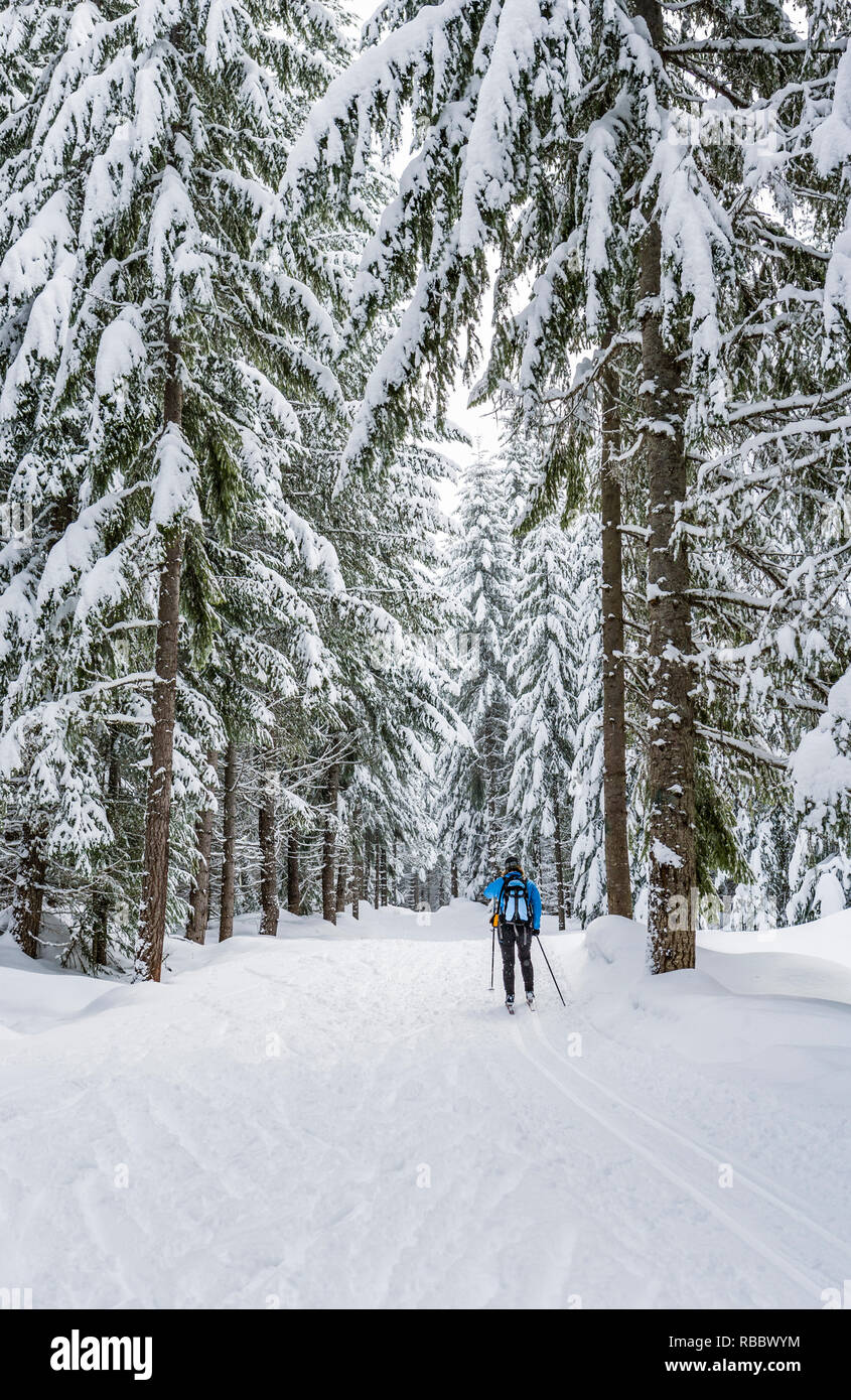 Eine Frau Langlaufen entlang einer präparierten Weg durch verschneite Bäume. Cabin Creek Snowpark, Washington, USA. Stockfoto