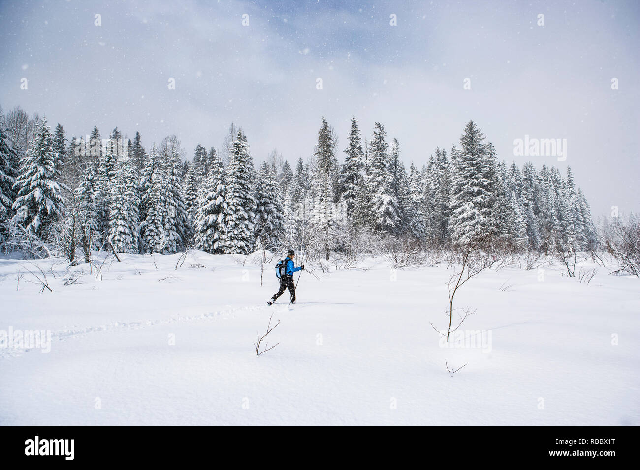 Eine Frau Langlaufen auf einer Wiese im Schnee bedeckt von Wald umgeben. Stockfoto