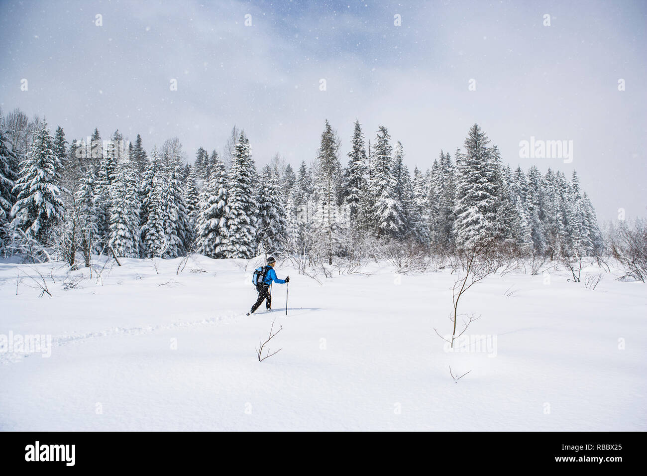 Eine Frau Langlaufen auf einer Wiese im Schnee bedeckt von Wald umgeben. Stockfoto