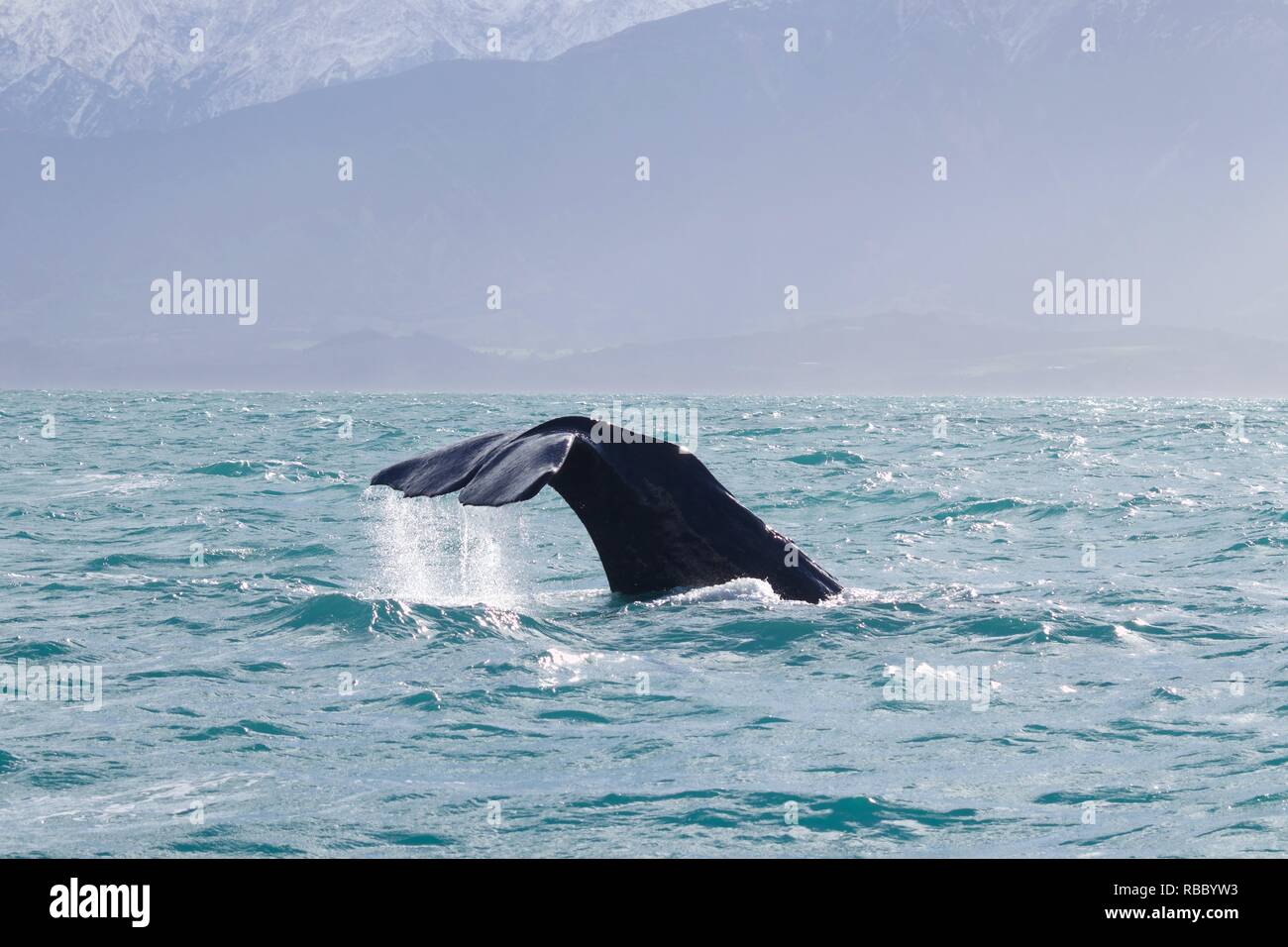 Tauchen Pottwal im Pazifischen Ozean. Wasser aus der Schwanzflosse, schneebedeckten Berge im Hintergrund. Stockfoto