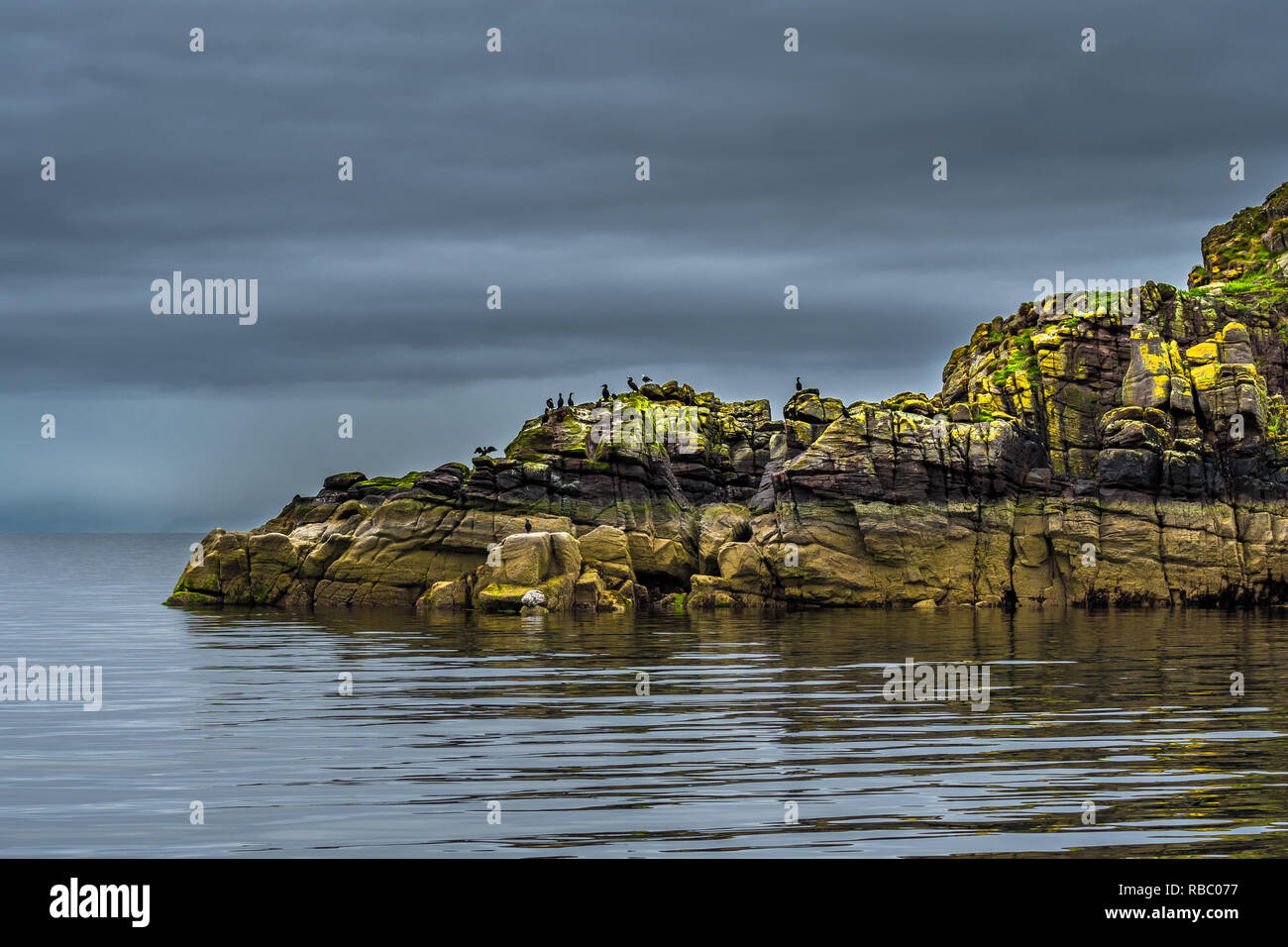 Felsen in der Form eines Kopfes von einem schlafenden Drachen mit Kormorane und eine Dichtung an der Küste von Schottland Stockfoto