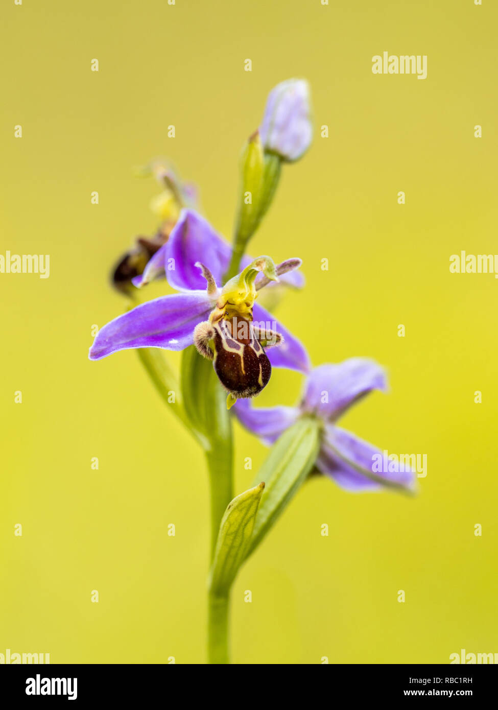 Gruppe der Bienen-ragwurz (Ophrys apifera) rosa Blüten mimicing humblebee Insekten die Blume zu polinate. Auf verschwommenes grün Hintergrund Stockfoto