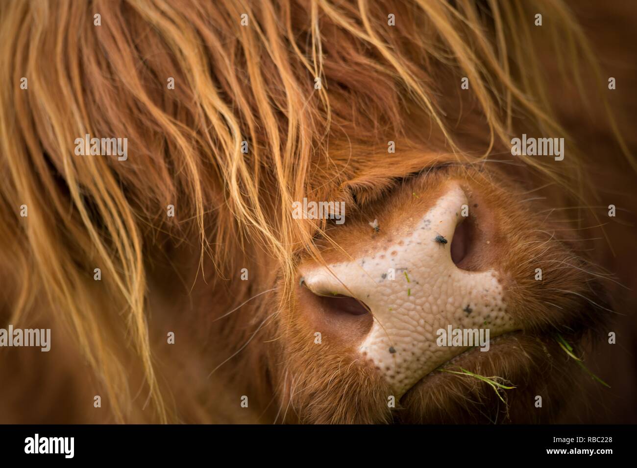 Schottische Hochlandrinder. Stockfoto