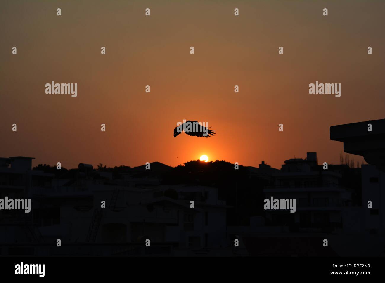 Fliegender Vogel auf der Oberseite der schönen Sonnenuntergang Himmel; Querformat. Stockfoto