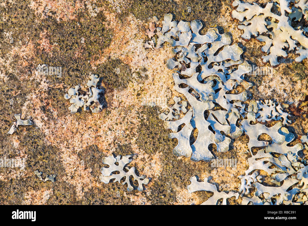 Flechten (Dimelaena oreina) wächst auf einem Felsen Stockfoto