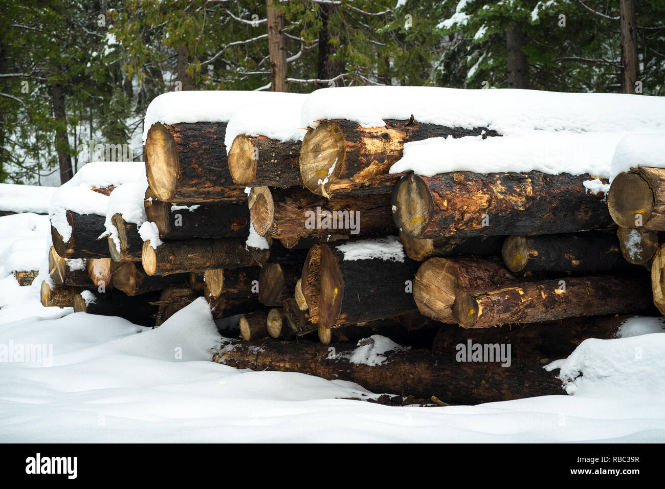 Stapel von Schnee bedeckt Protokolle, die für die Verhütung von Waldbränden - Dezember in der Sierra Nevada Stockfoto