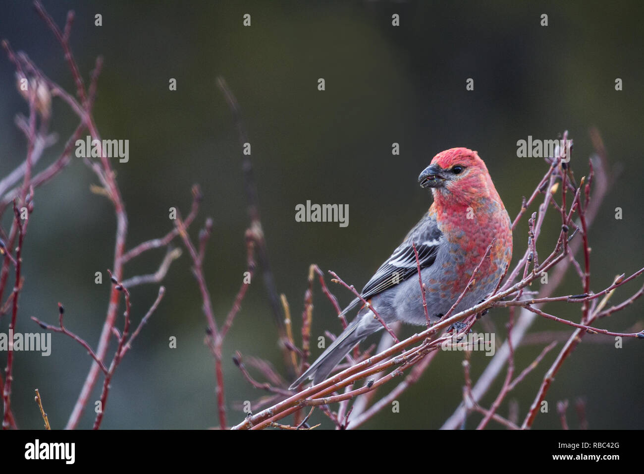 Ein pine grosbeak Sitzstangen auf einer Weide in der Nähe von Laramie, Wyoming Stockfoto