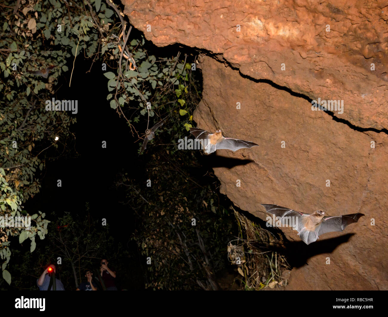 Touristen beobachten Östlichen Hufeisennase oder Micro Fledermäuse (Rhinolophus megaphyllus ignifer) aus dem Torbogen Höhle zu jagen kommen in der Nacht, Undara Lava Whirlpool Stockfoto