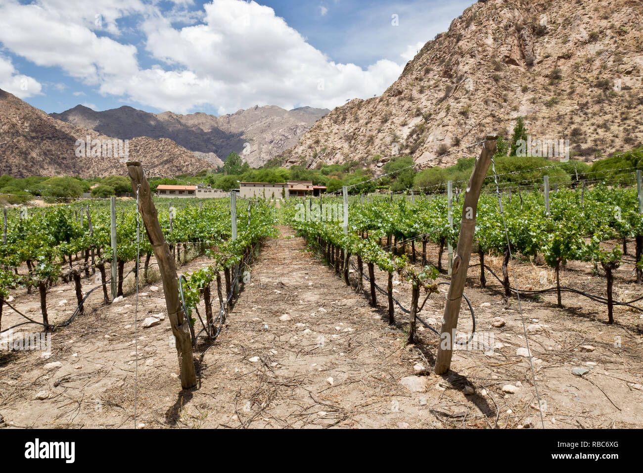 Weinberge in Cafayate, Argentinien Stockfoto