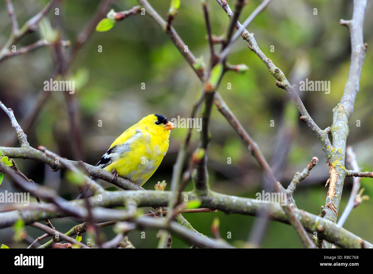 American Goldfinch thront auf einem Zweig Stockfoto