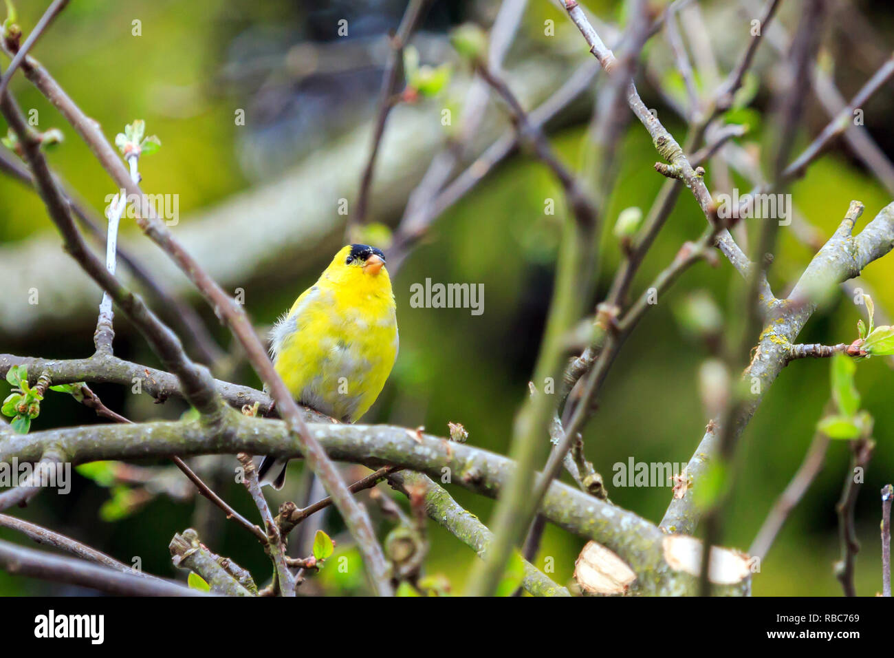 American Goldfinch thront auf einem Zweig Stockfoto