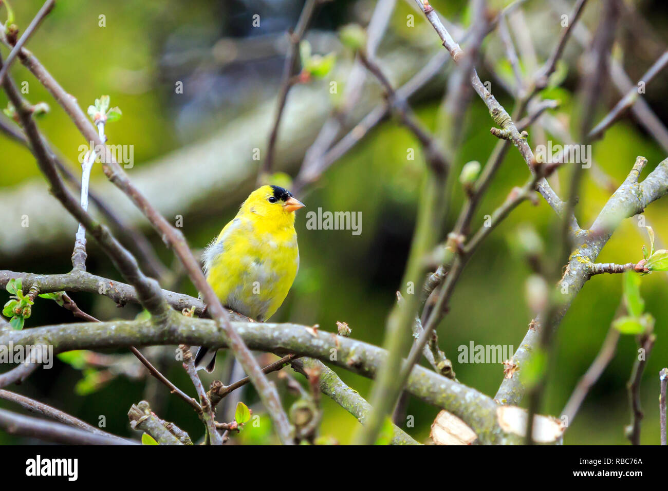 American Goldfinch thront auf einem Zweig Stockfoto