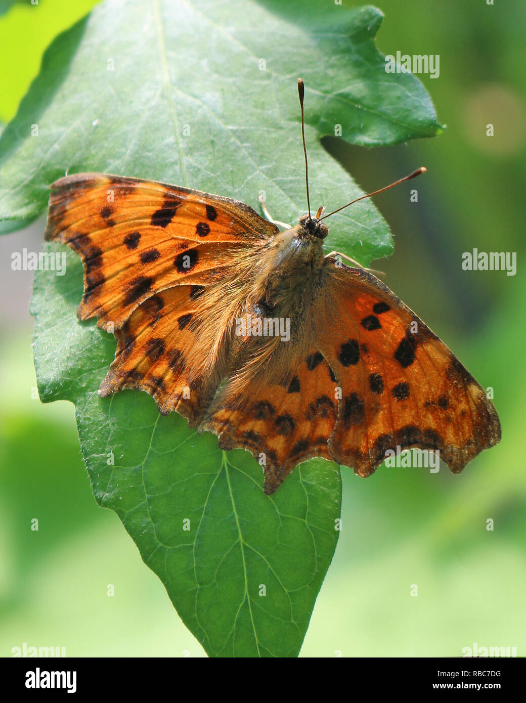 Ein Komma Schmetterling, Polygonia c-Album, auf einem Blatt Stockfoto