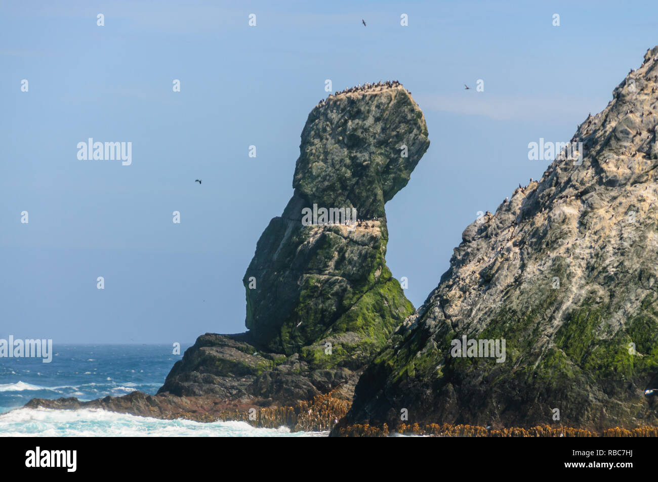 Tele geschossen von der felsigen Küste der Shag Rocks. Diese Felsen sind sechs kleine, unbewohnte Inseln, auf der die meisten westlichen Teil von South Georgia. Sie Ein Stockfoto