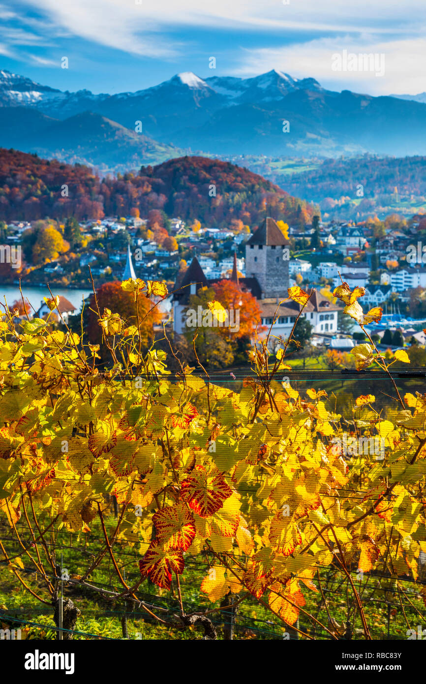 Spiez Schloss und Weinbergen, Berner Oberland, Schweiz Stockfoto