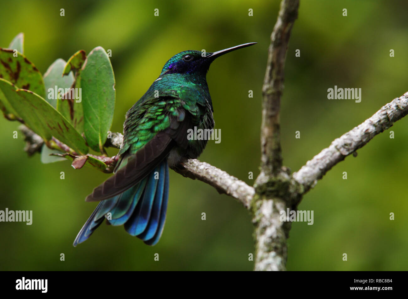 Sekt violetear Kolibri - Colibri coruscans Stockfoto